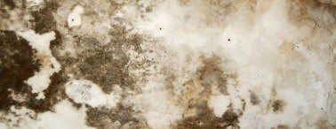 Household Mold and Mildew; a Serious Health Hazard