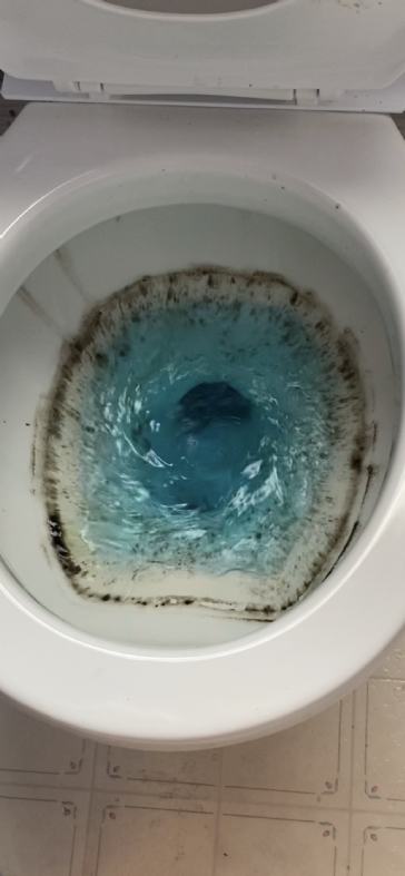 What is in my toilet? 