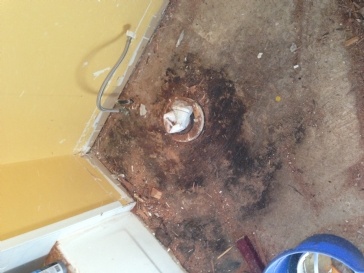 What to do if there is mold on sub-floor around toilet flange