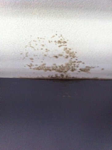 Mould Growth In Bedroom