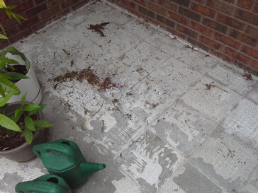 How to remove thinset front concrete?