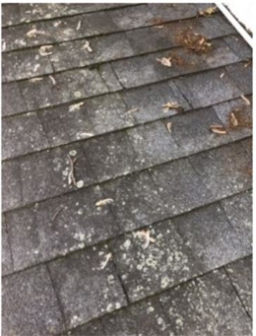 Buying a house. Roof has several leaks and has heavy granule loss.