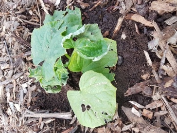 What is damaging my vegetable plants?
