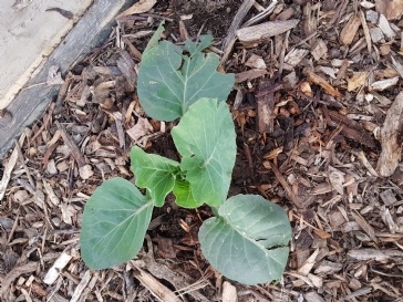 What is damaging my vegetable plants?