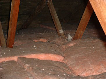 Big problem with mold in attic