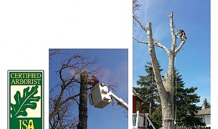 Winnipeg Tree Care Services