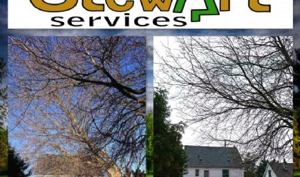 Stewart Services Tree & Hedge Care