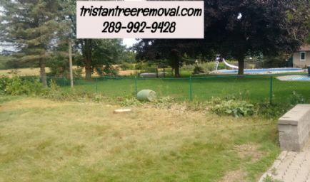 Tristan Tree Removal Inc