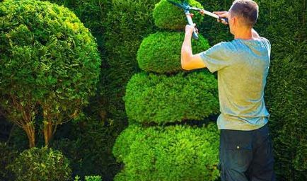 Vancouver Tree Services