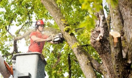 Mother Earth Tree Services 