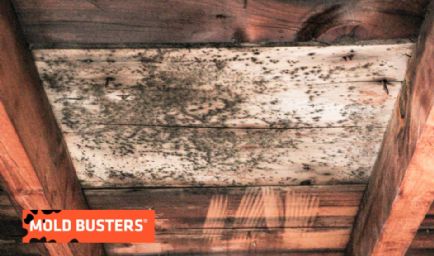 Mold Busters