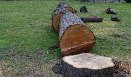 Halifax Tree Removal