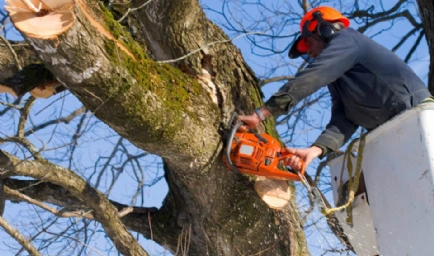 Halifax Tree Removal