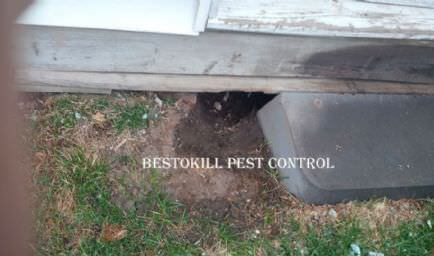 BestOkill Pest Control